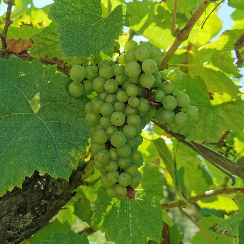 Grappes