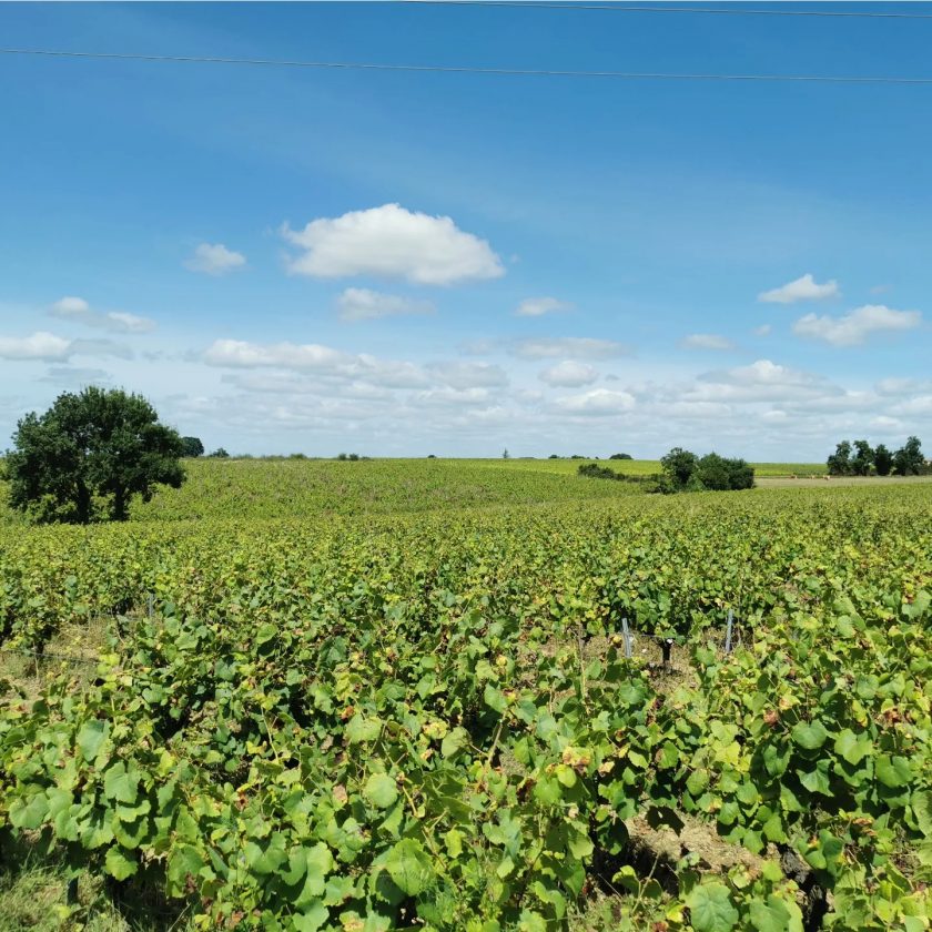 La vigne