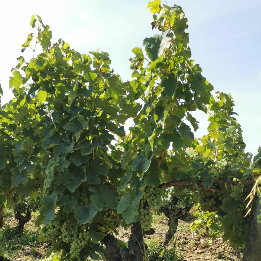 Le melon de Bourgogne