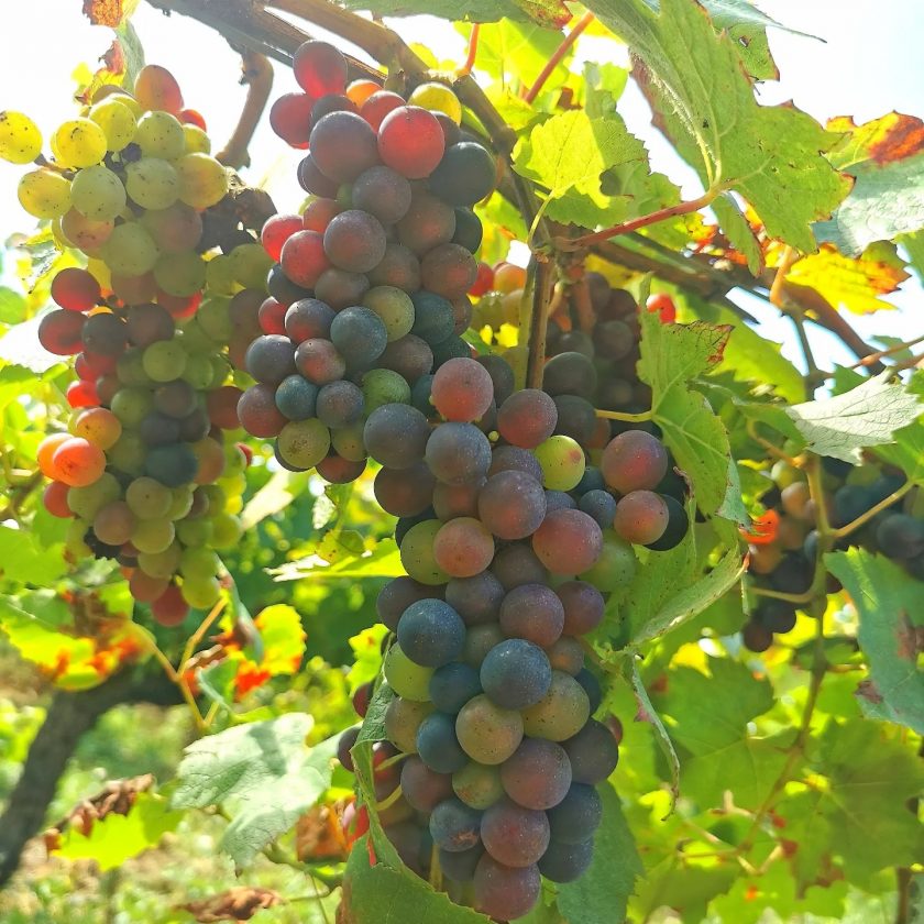 Veraison