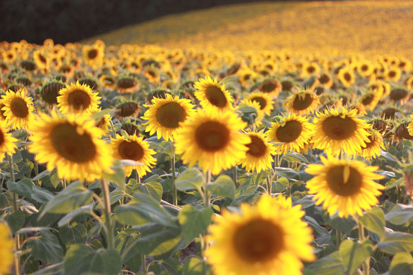 TournesolBrousse