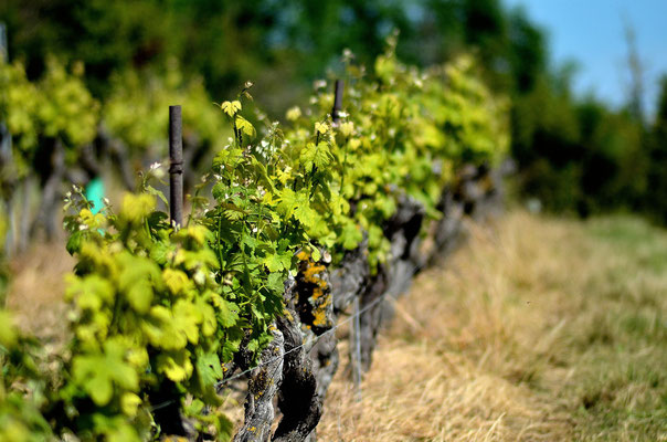 Vignes2