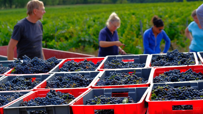 vendanges2