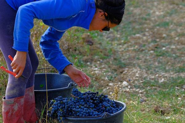 vendanges3