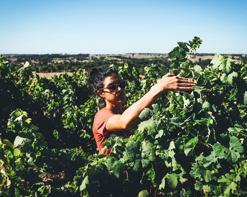 vignes