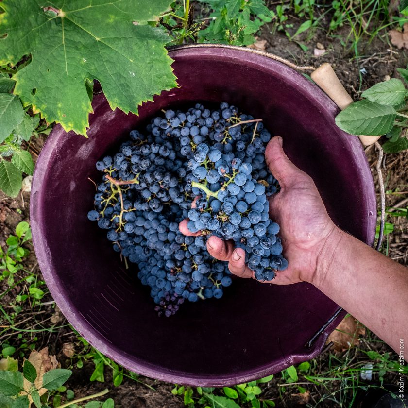 © Kazim - Kreazim Domaine des Roches Neuves Vendanges Rouges 2023-20